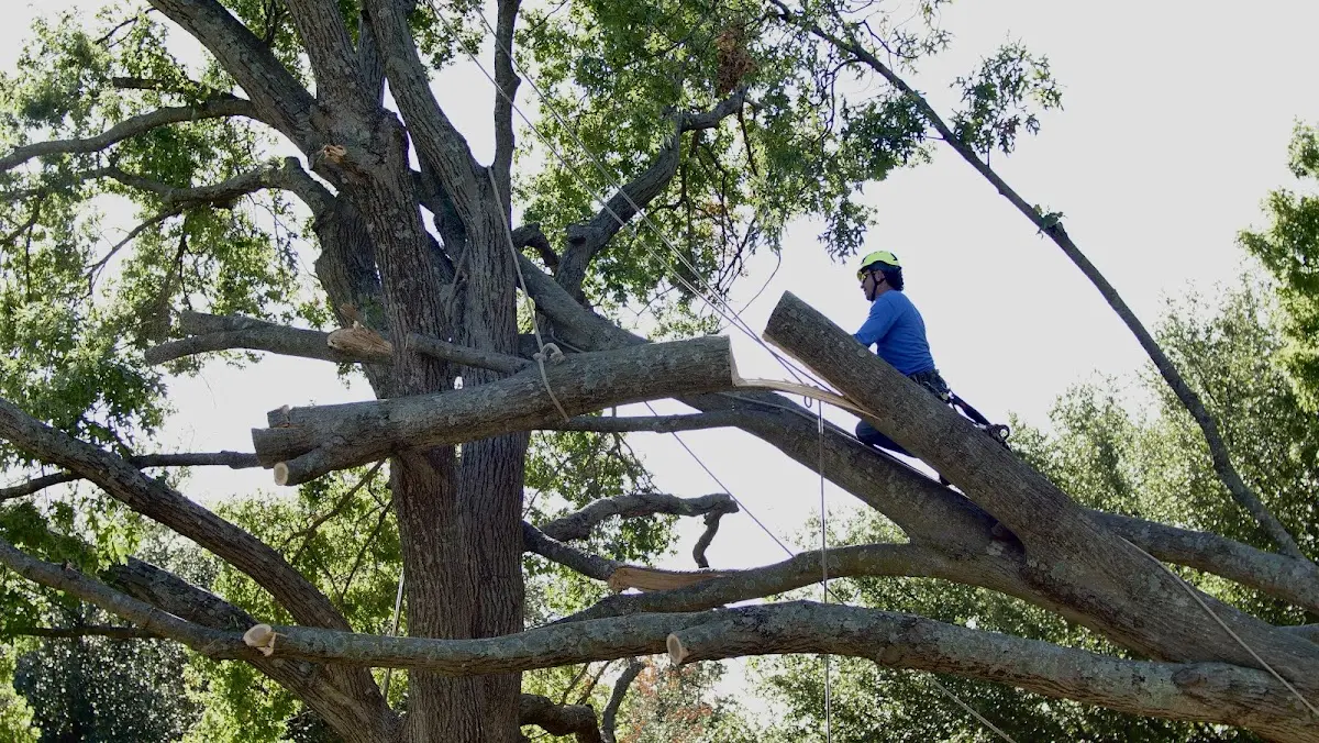 Professional Crown Thinning performed by certified arborists in Frederick