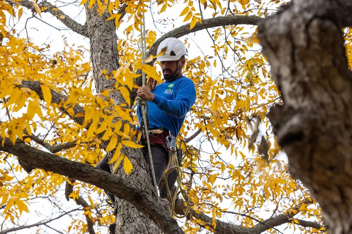 Skilled Tree Transplanting crew working in Frederick